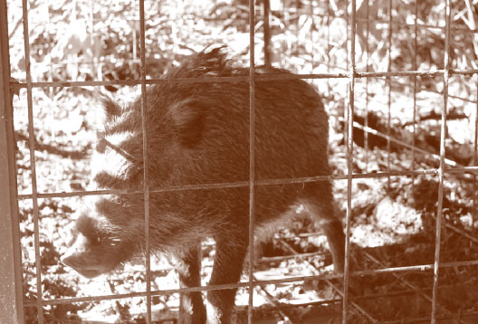 捕獲
